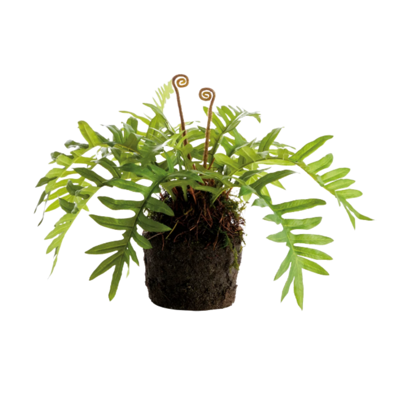 Hare's Foot Fern Drop-in