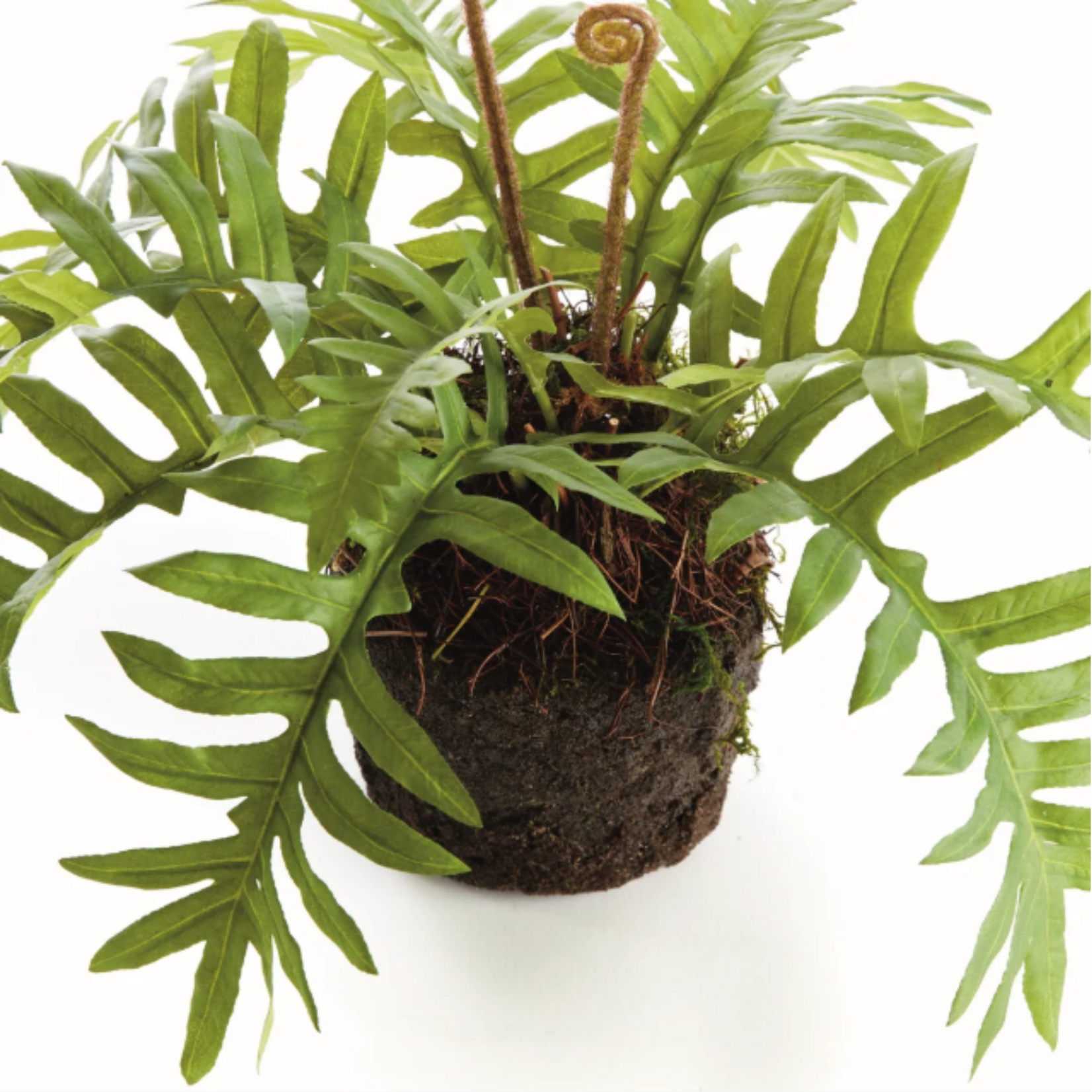 Hare's Foot Fern Drop-in