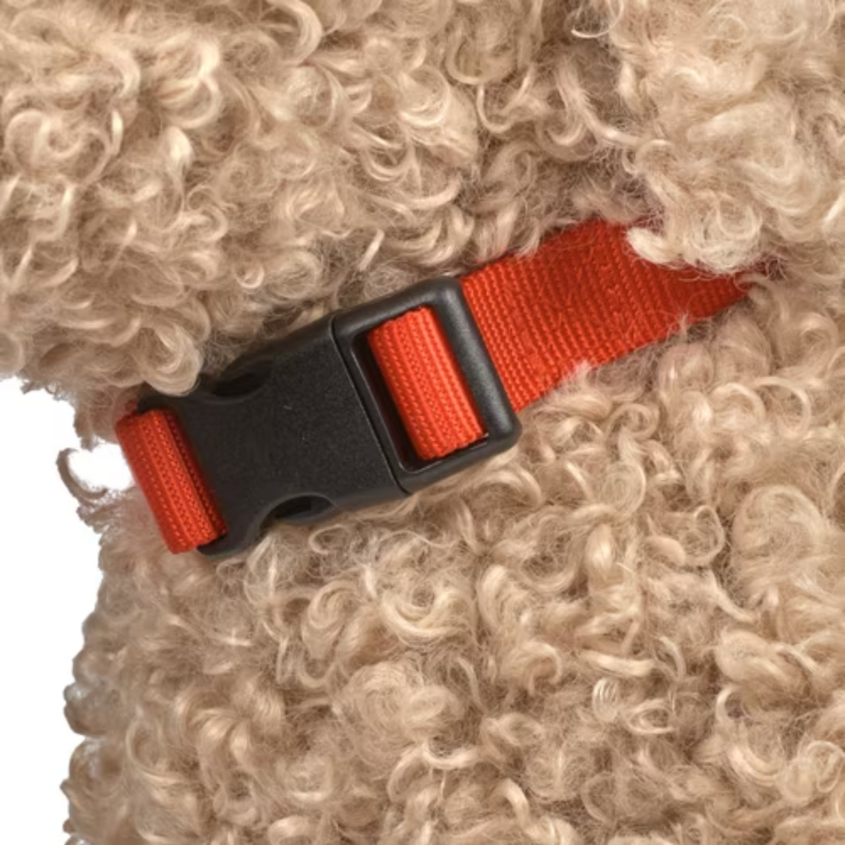 Best Friend Dog - Doodle