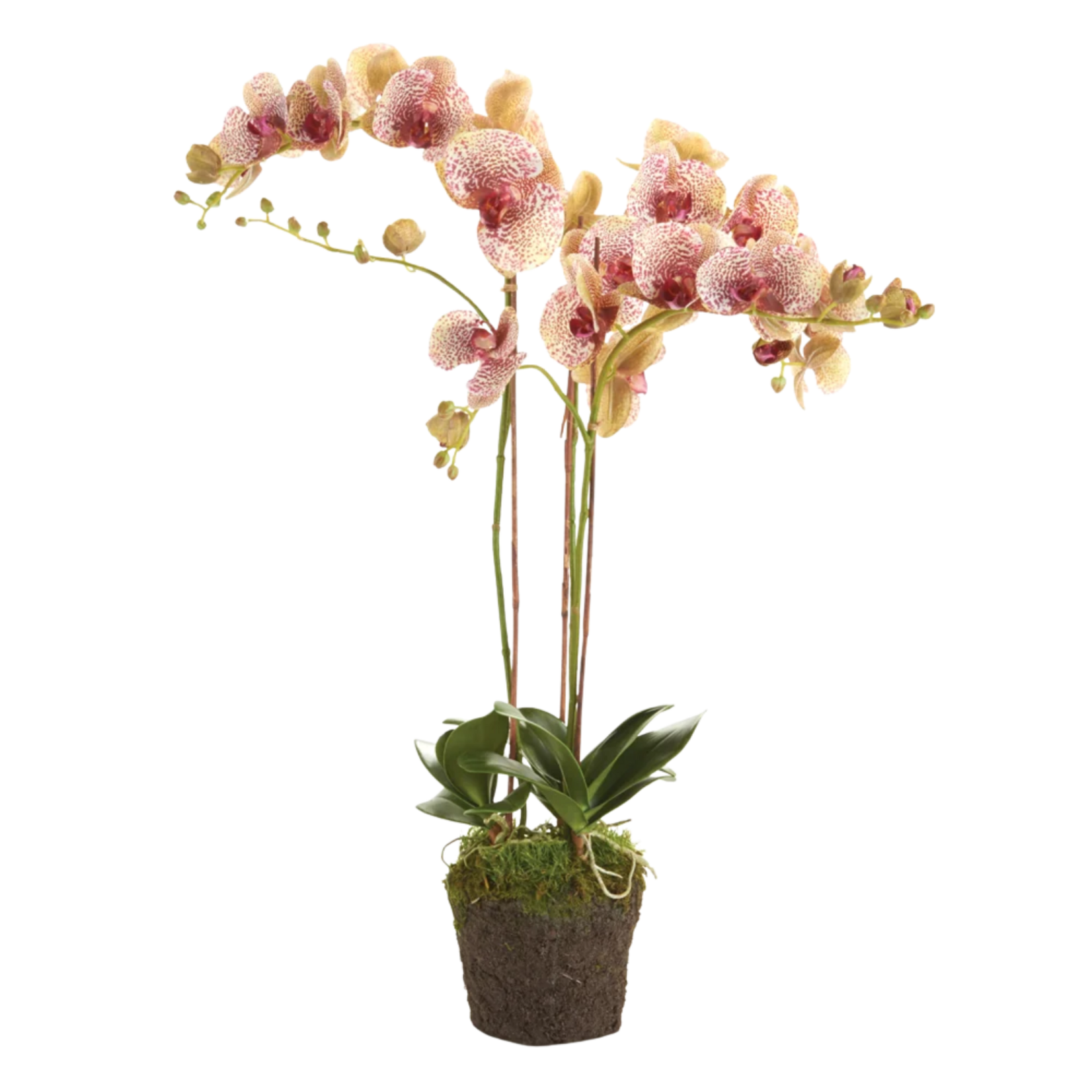 Phalaenopsis  Drop In 32 inch
