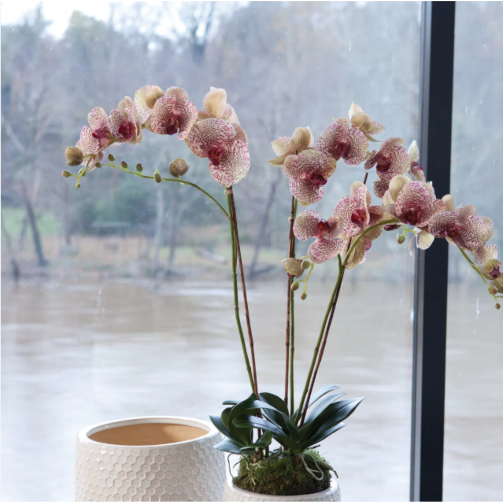Phalaenopsis  Drop In 32 inch