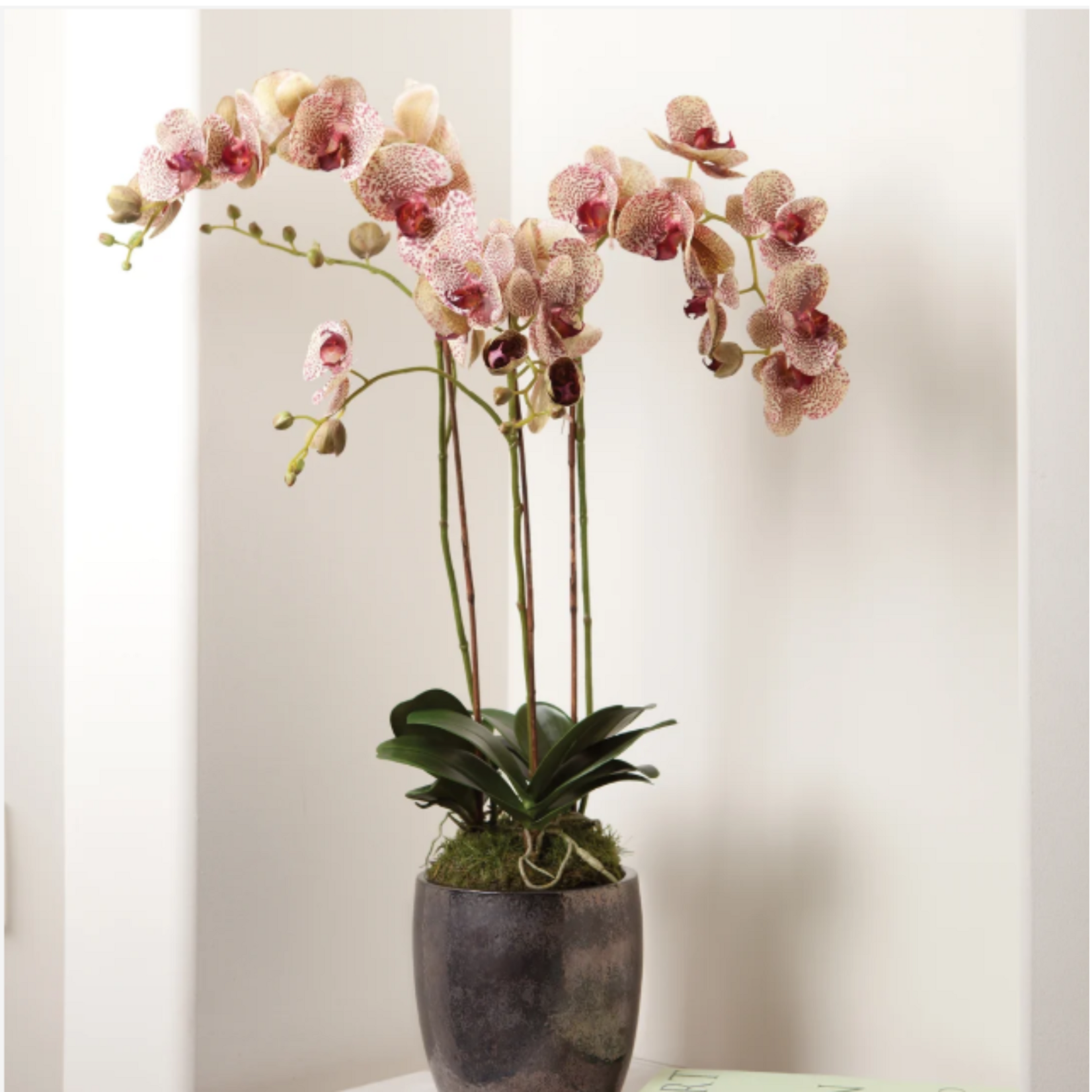 Phalaenopsis  Drop In 32 inch