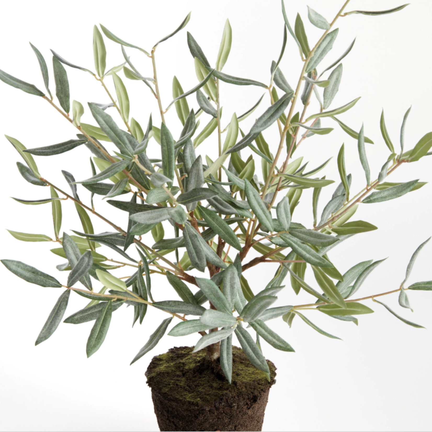 Olive Tree Drop-In - 26 inch