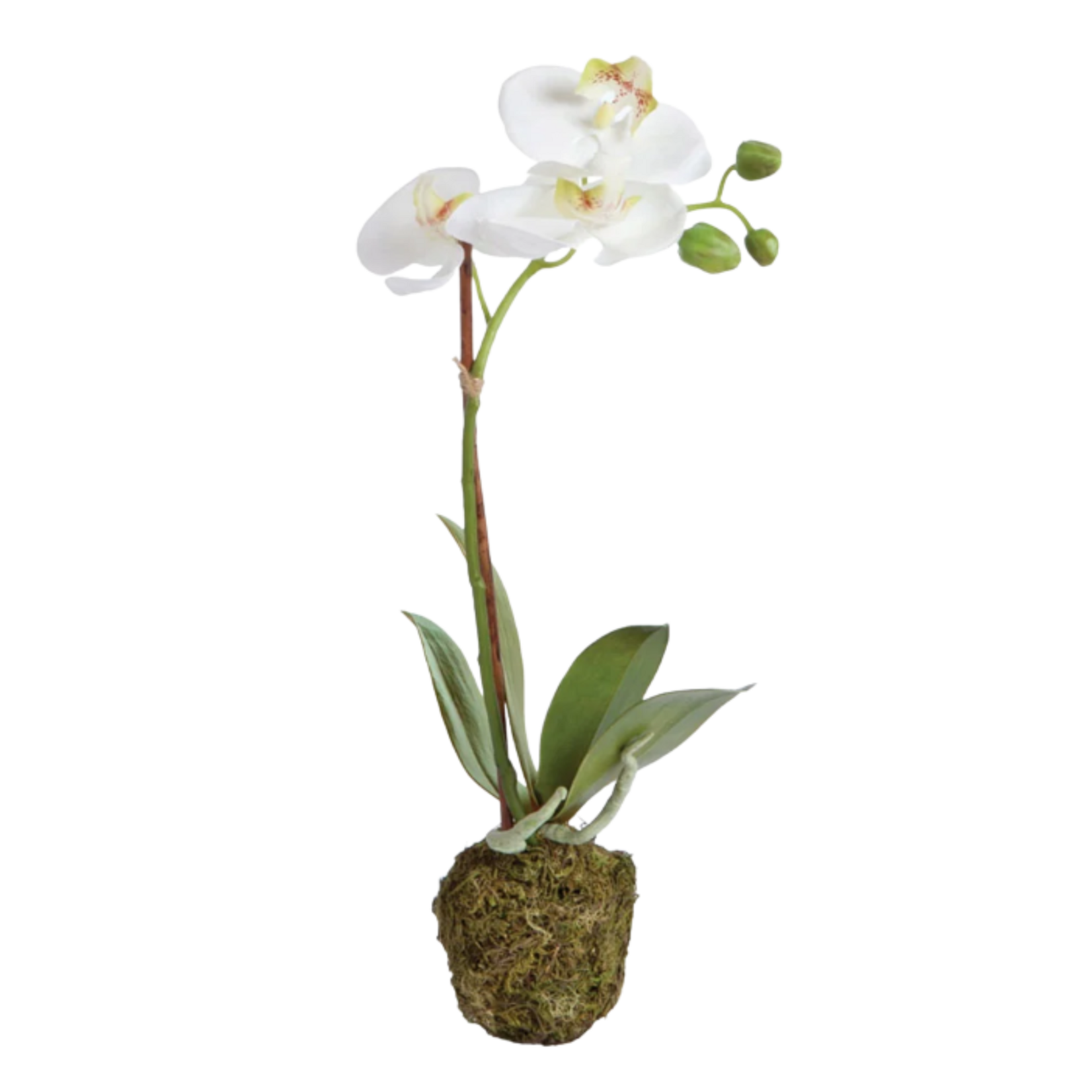 Phalaenopsis Orchid Drop-in - 15 inch