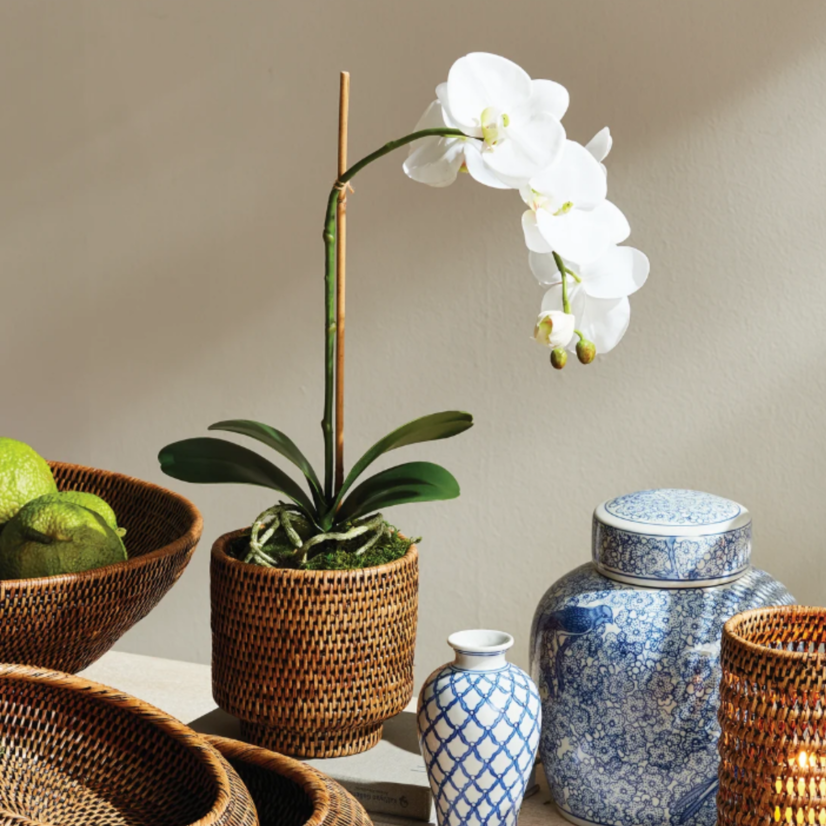 Phalaenopsis Orchid Drop-in - 15 inch