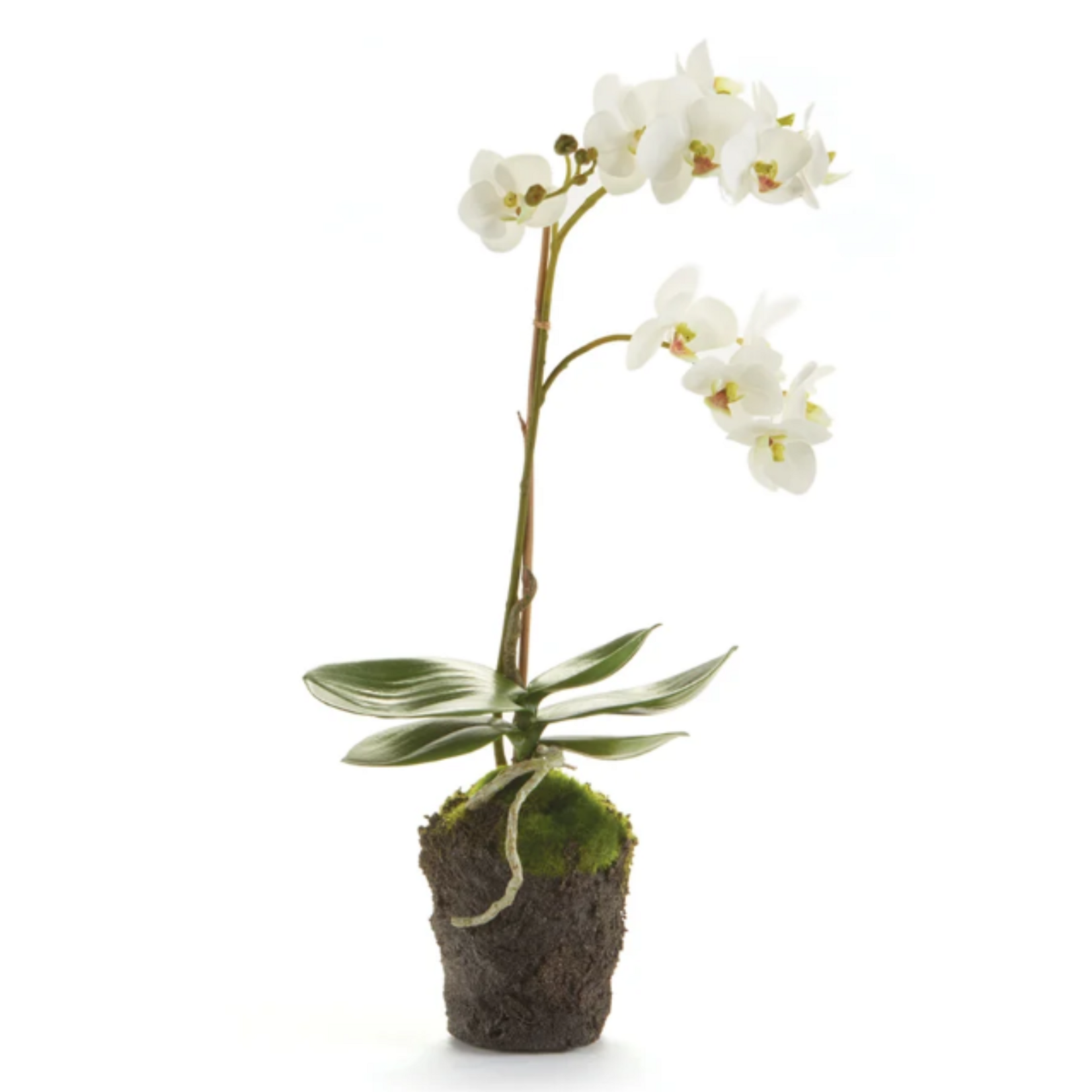 Phalaenopsis Orchid Drop-in - 17 inch