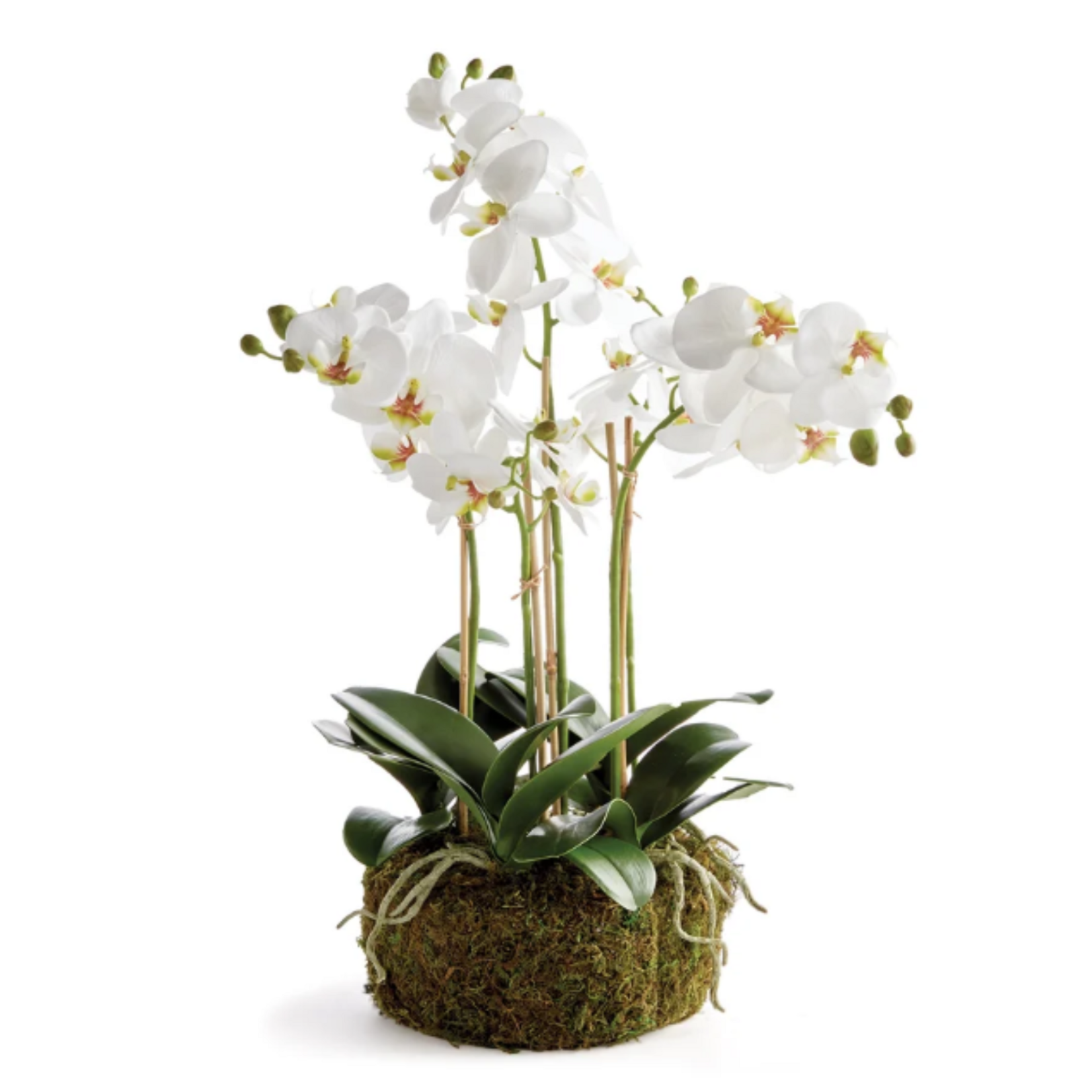 Phalaenopsis Orchid Drop-in - 20 inch