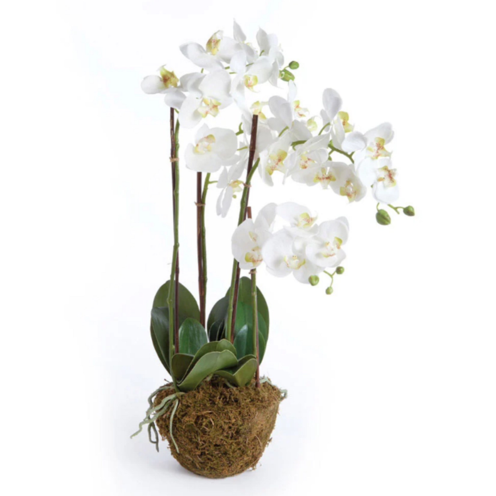 Phalaenopsis Orchid Drop-in - 30 inch