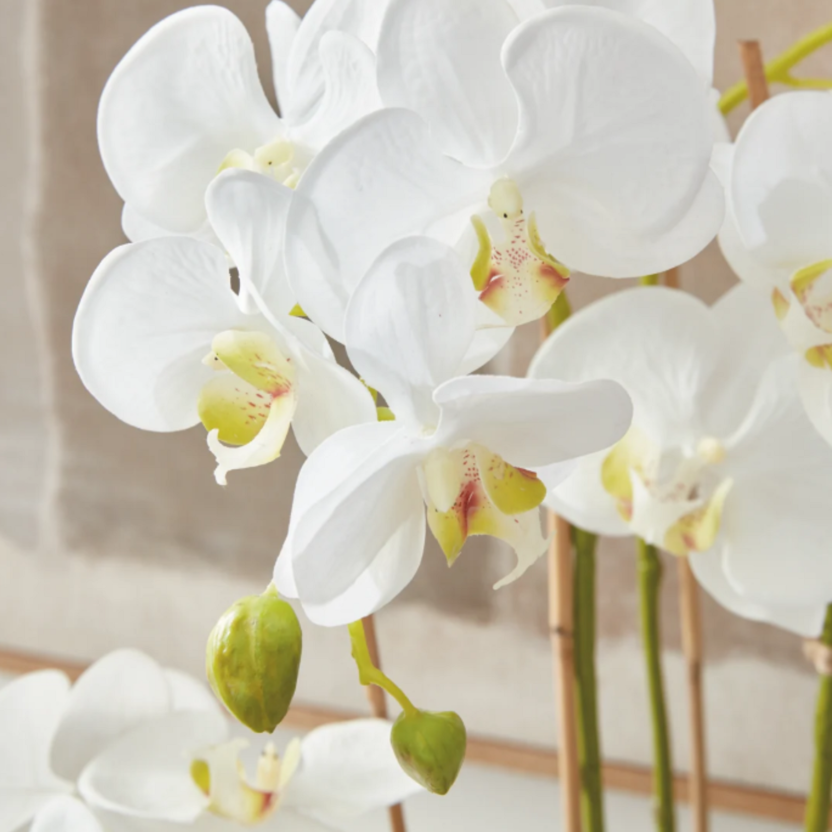 Phalaenopsis Orchid Drop-in - 30 inch