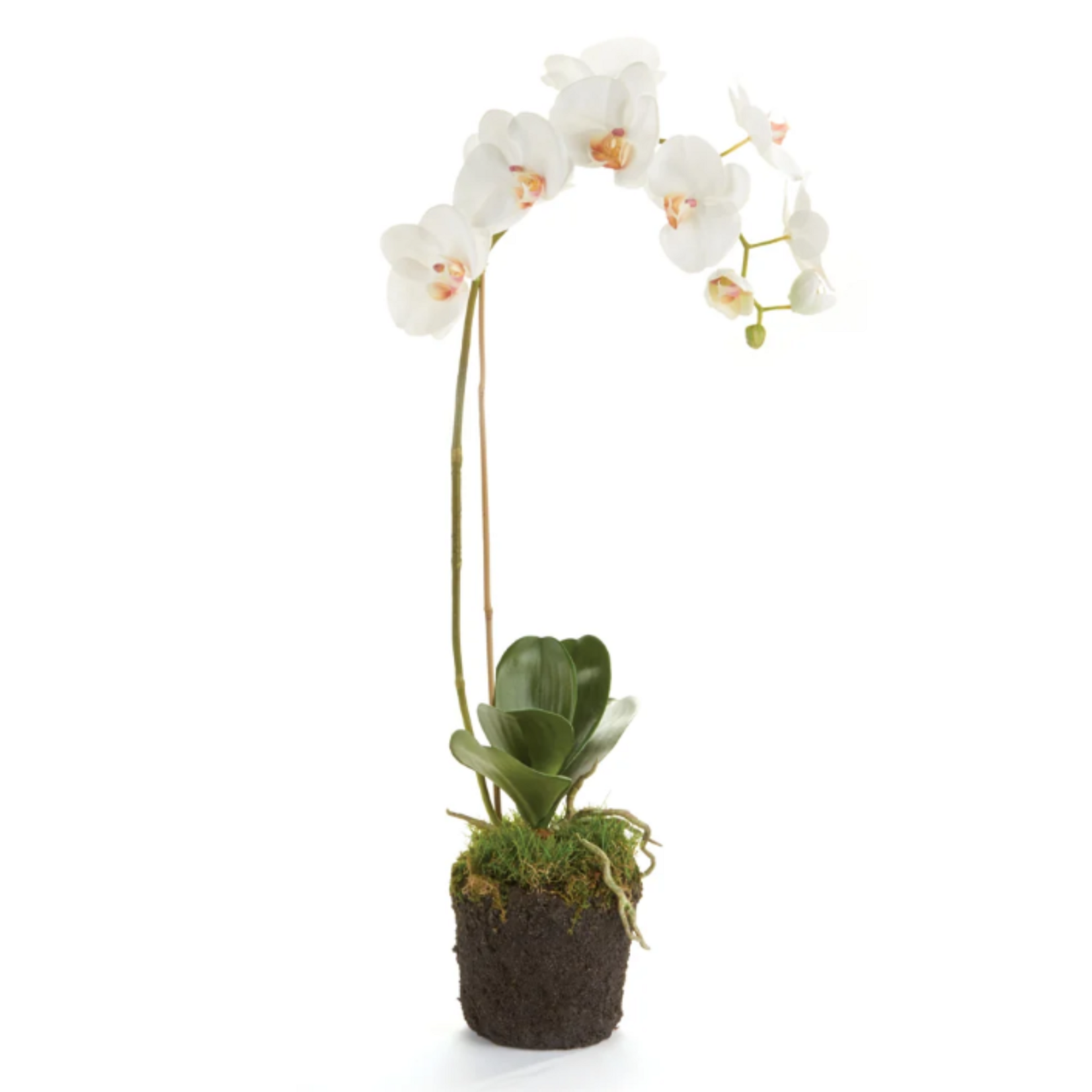 Phalaenopsis Orchid Drop-in - 26 inch