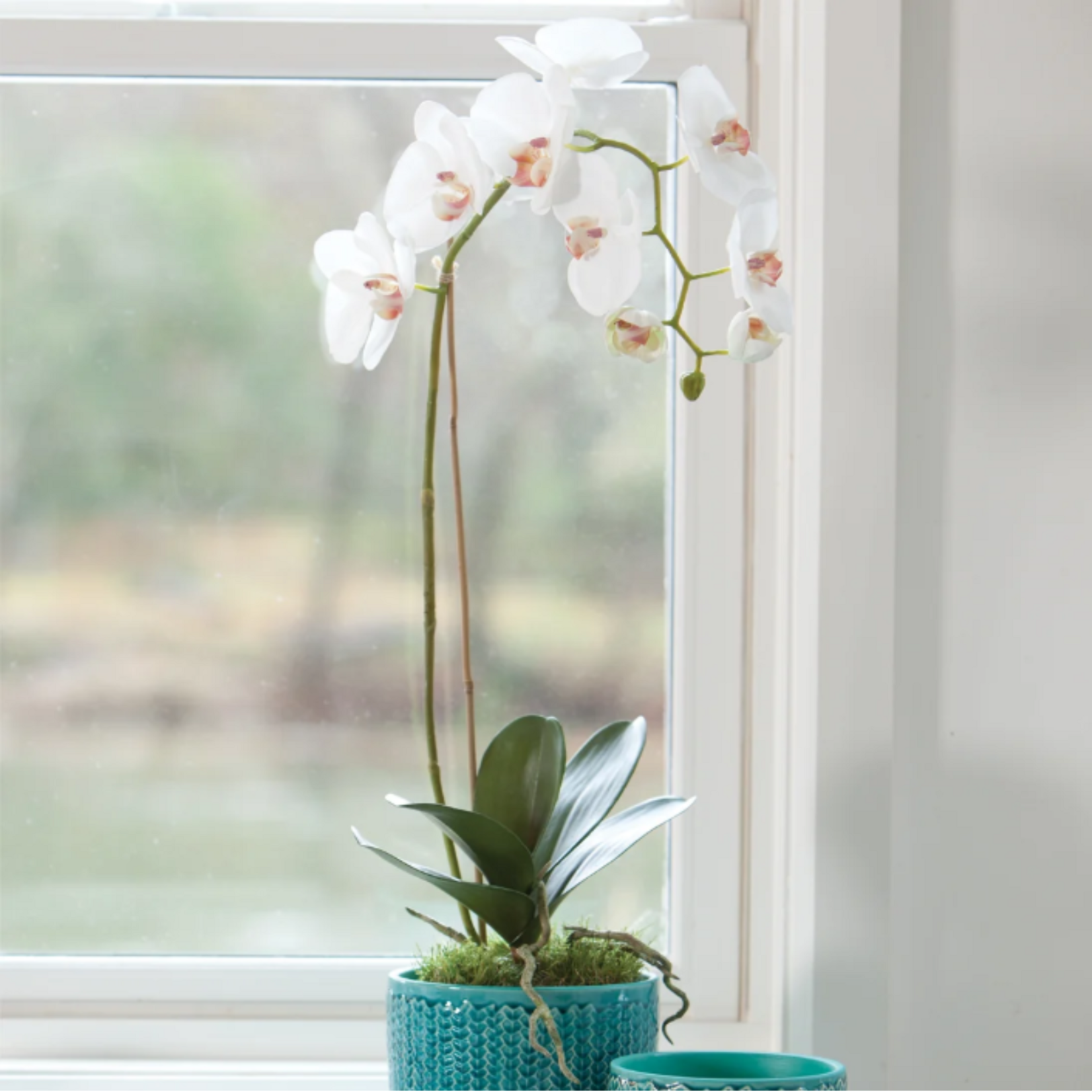 Phalaenopsis Orchid Drop-in - 26 inch
