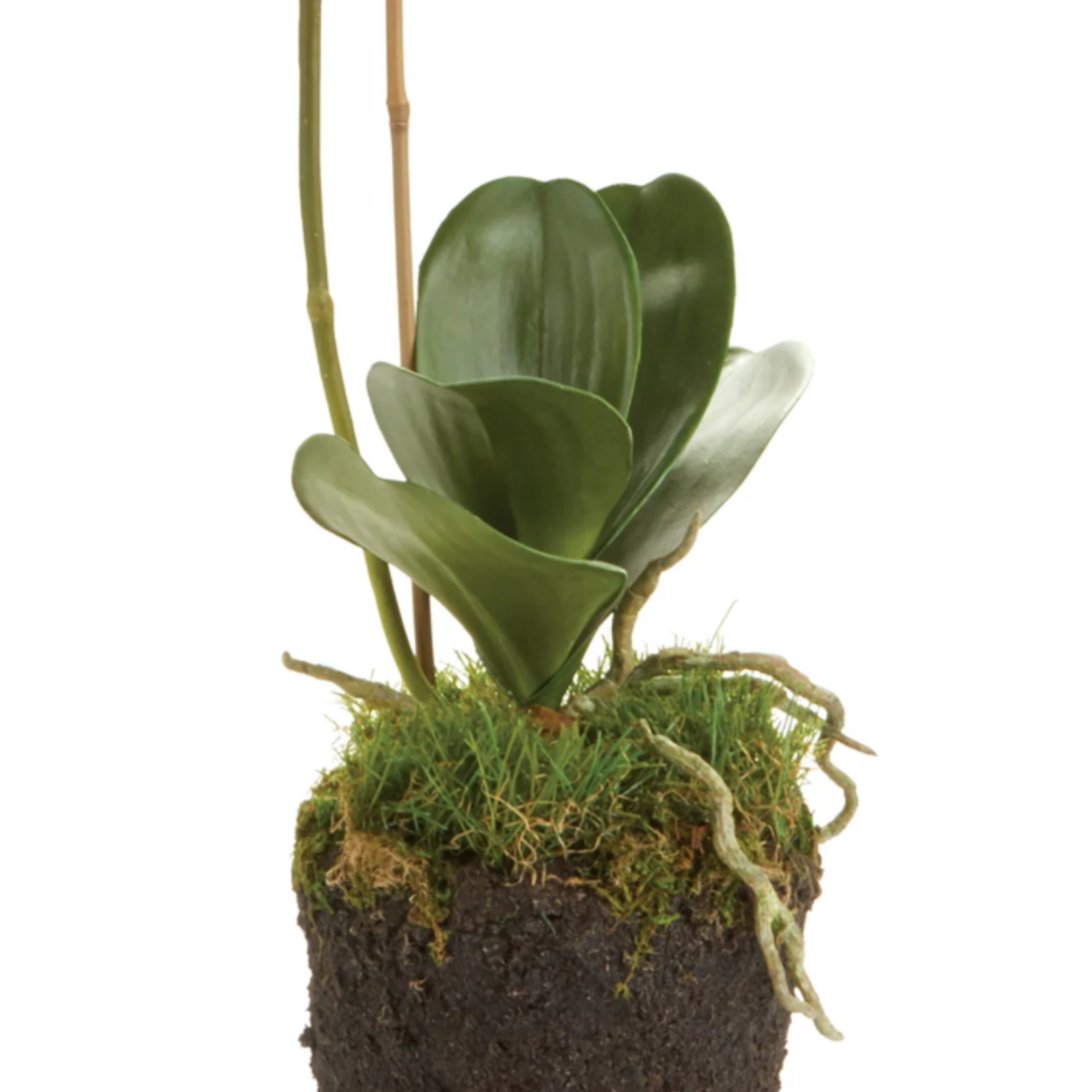 Phalaenopsis Orchid Drop-in - 26 inch