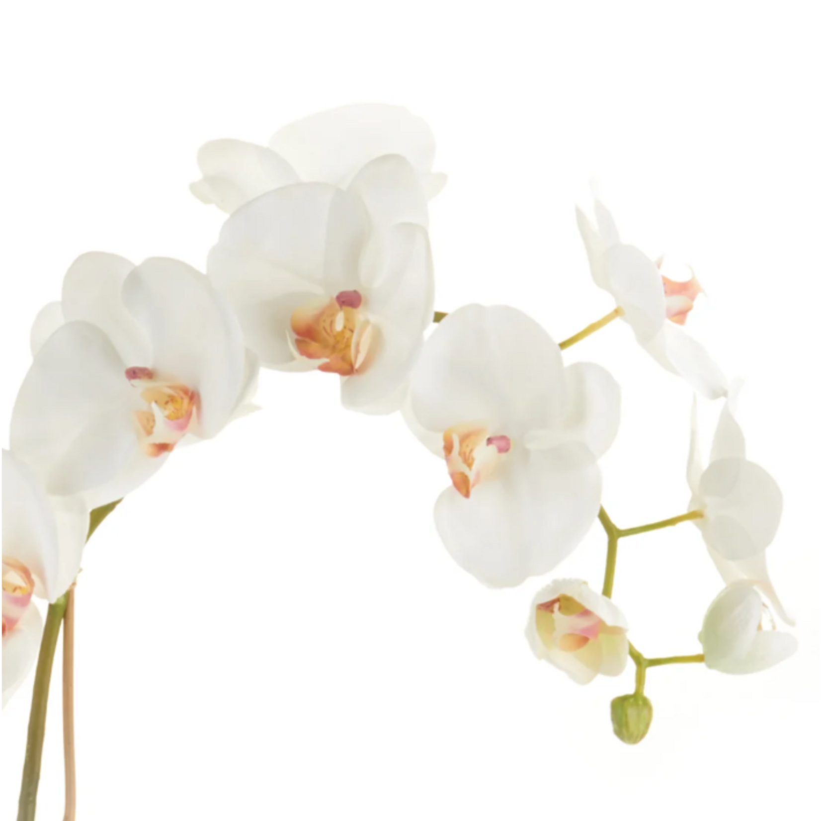 Phalaenopsis Orchid Drop-in - 26 inch