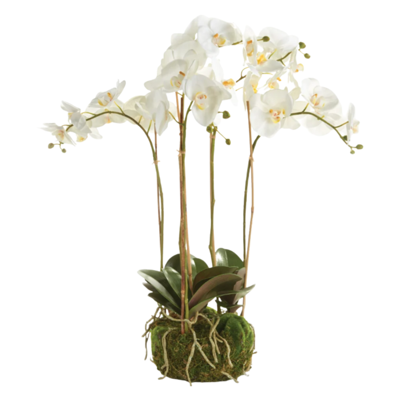 Phalaenopsis Orchid Bowl Drop-in - 25 inch