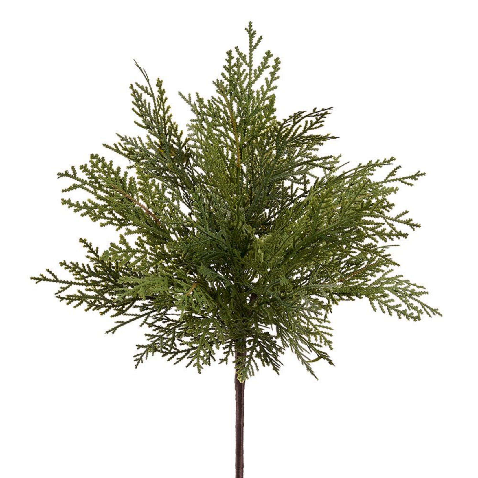 Soft Cedar Bush