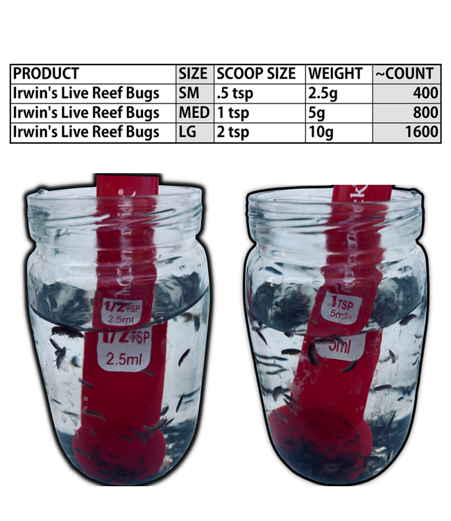 Irwin's Bugs Live Reef Bugs