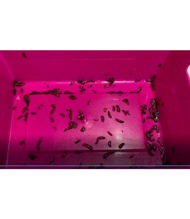 Irwin's Bugs Live Reef Bugs