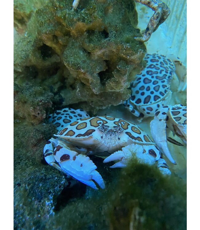 Calico Crab