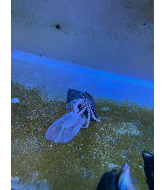 Flat Clawed Hermit Crab