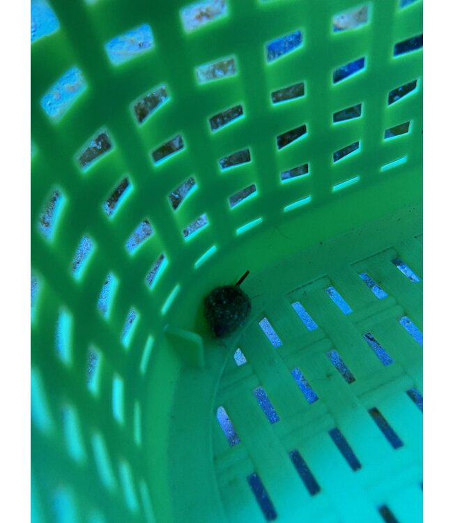 Nassarius Snail