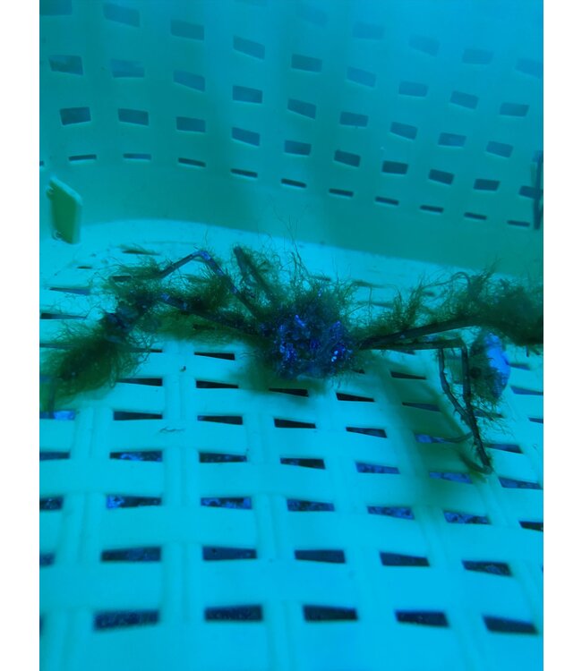 Assorted Decorator Crab