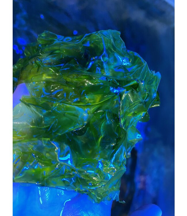 Ulva - Sea Lettuce