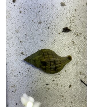 Banded Tulip Snail
