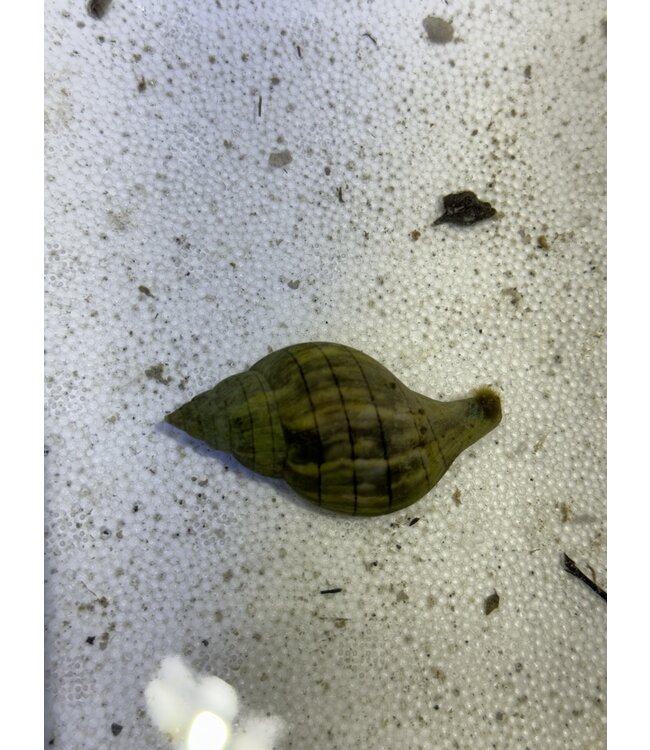 Banded Tulip Snail