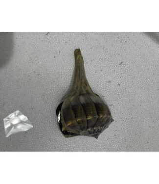 Lightning Whelk