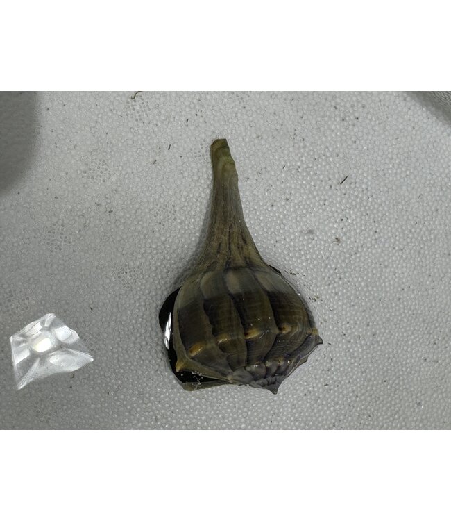 Lightning Whelk