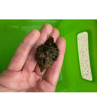 Murex Snail