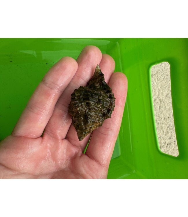Murex Snail