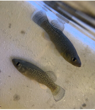 Large Gulf Killifish (Fundulus grandis)