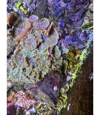 Assorted Mushroom Rubble