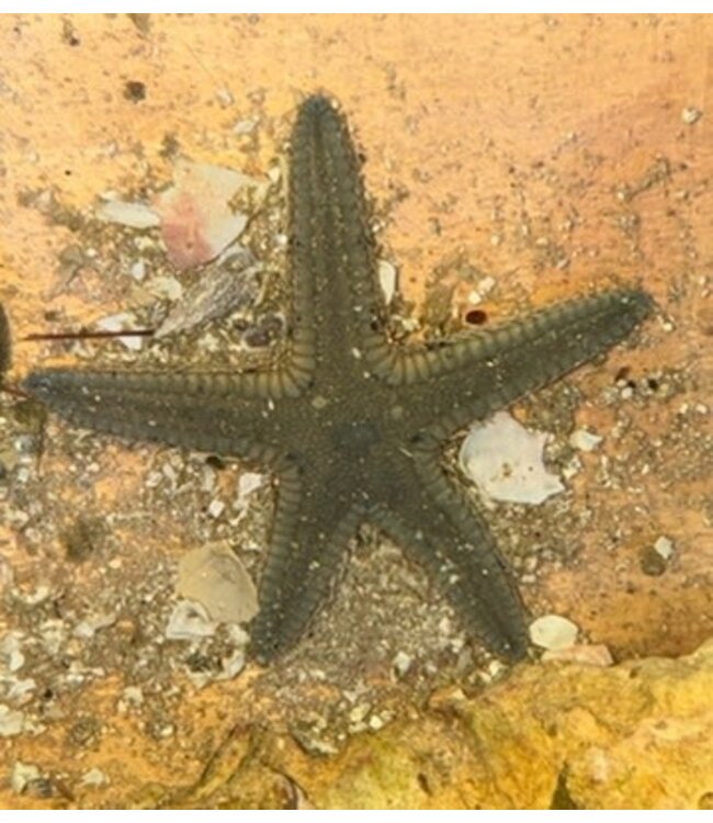 Grey Sandsifting Seastar (Astropecten sp.)