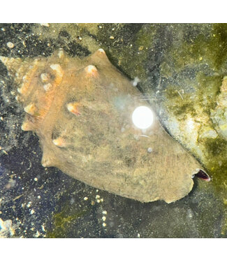Large Fighting Conch