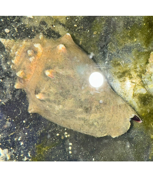 Large Fighting Conch