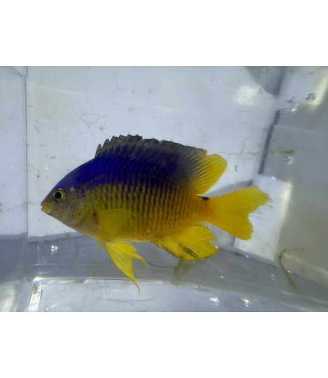 Cocoa Damselfish (Stegastes xanthurus)