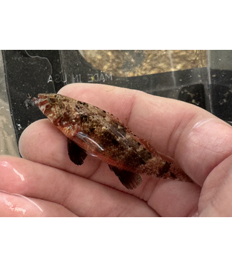 Pygmy Seabass (S. pumilio)