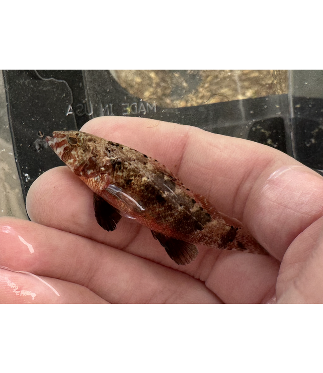 Pygmy Seabass (S. pumilio)