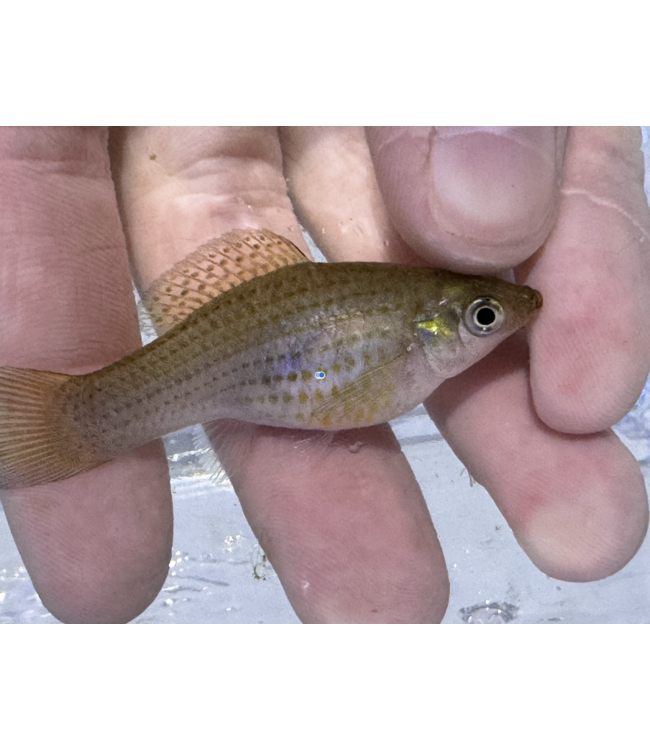 Sailfin Molly (P. latipinna)
