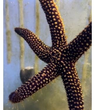 Large Conical Spined Seastar - Echinaster sentus