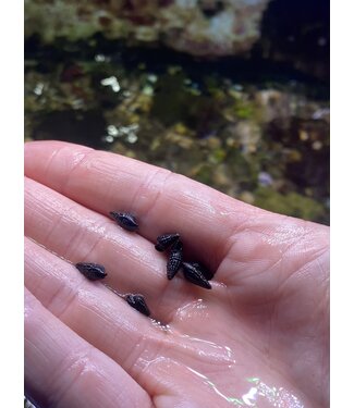 Dwarf Cerith Snail (100 count)