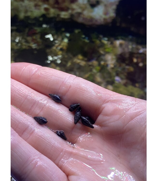 Dwarf Cerith Snail (100 count)