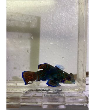 Green Mandarin Goby (We eat pods!)