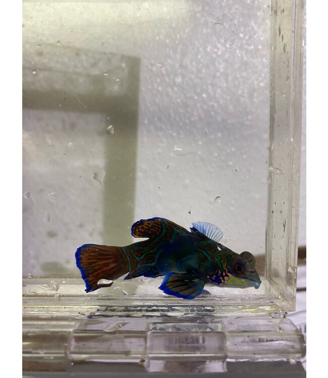 Green Mandarin Goby (We eat pods!)