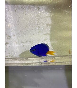 Yellowtail Damselfish