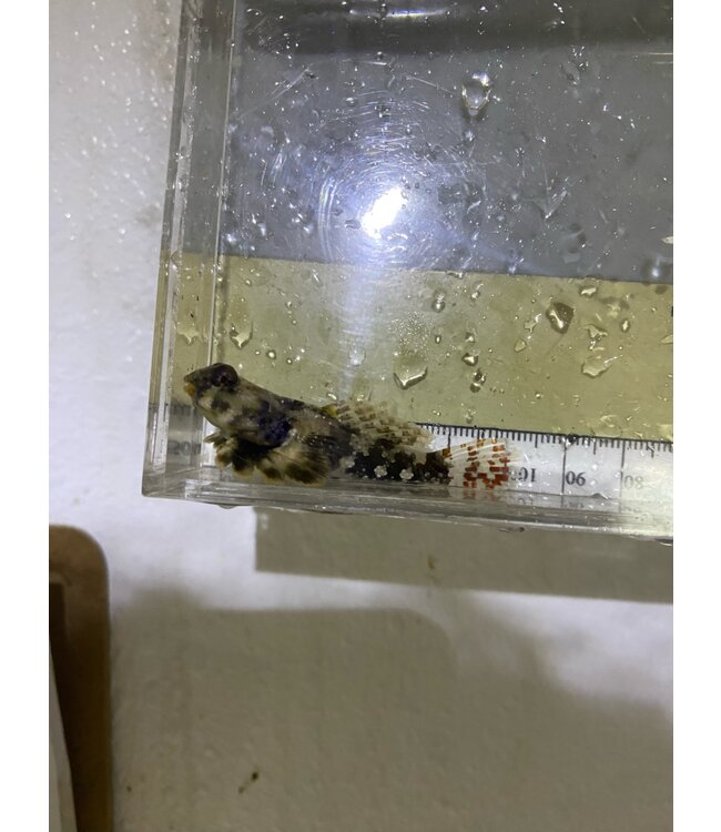 Scooter Blenny (Large) We eat pods!