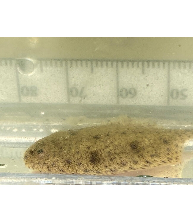 Hogchoker Flounder (freshwater)