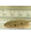 Hogchoker Flounder (freshwater)